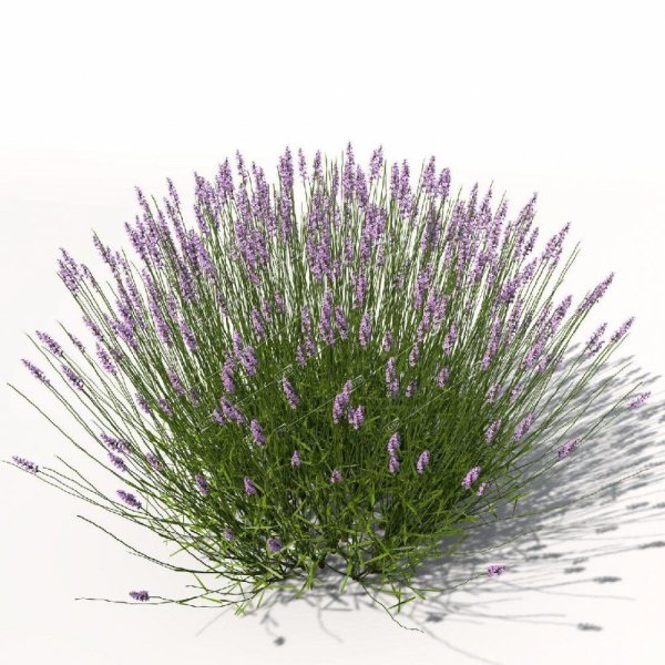 Иссоп сухоцвет