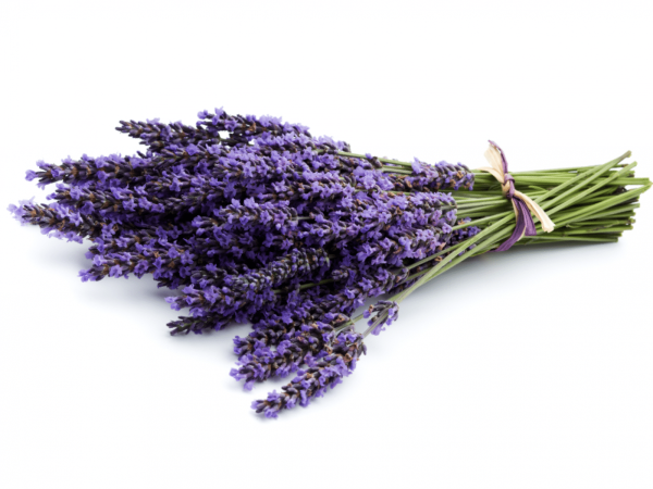 Лаванда Матильда