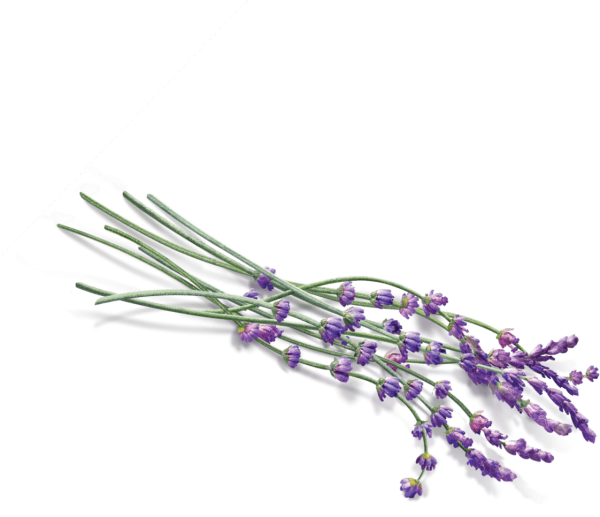 Цветы лаванды на прозрачном фоне