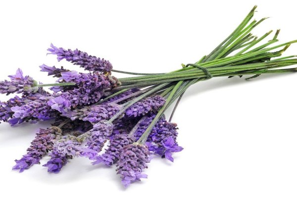 Веточка лаванды на белом фоне