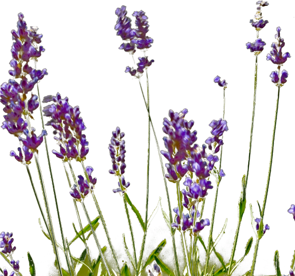 Транспарент Лаванда