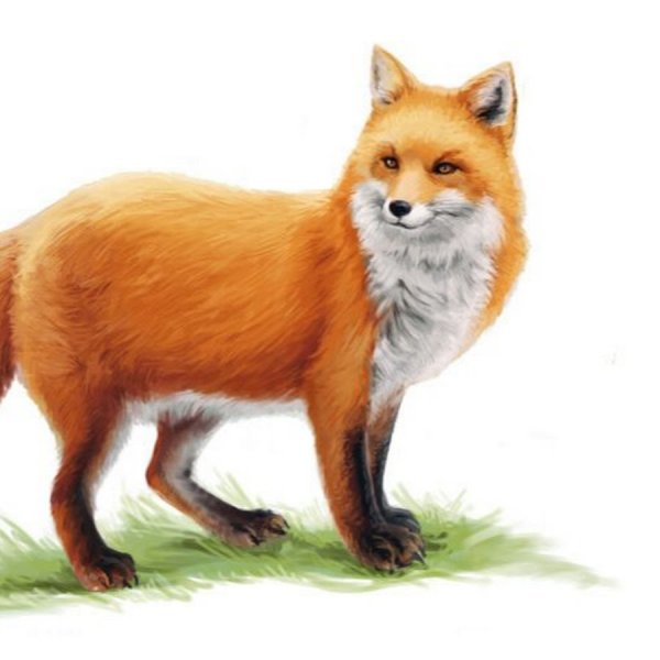 Лисенок на белом фоне