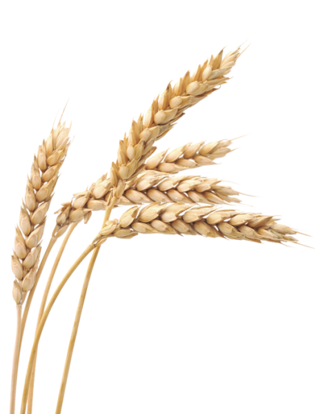 Колосок пшеницы