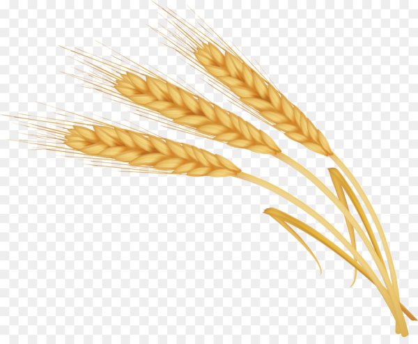 Пшеничный Колос вектор
