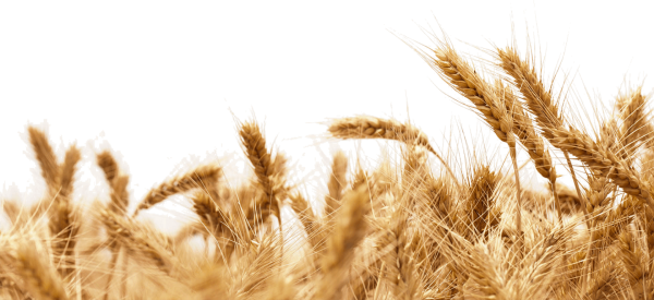 Колосья на белом фоне