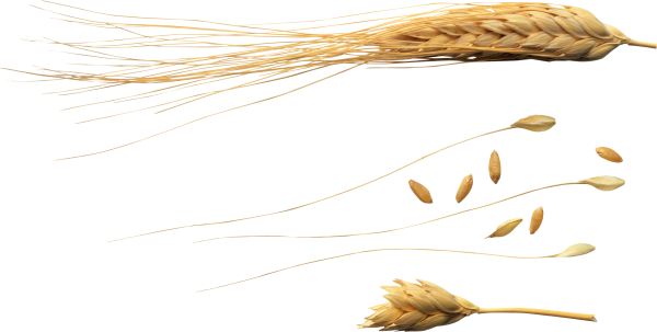 Колоски пшеницы на белом фоне