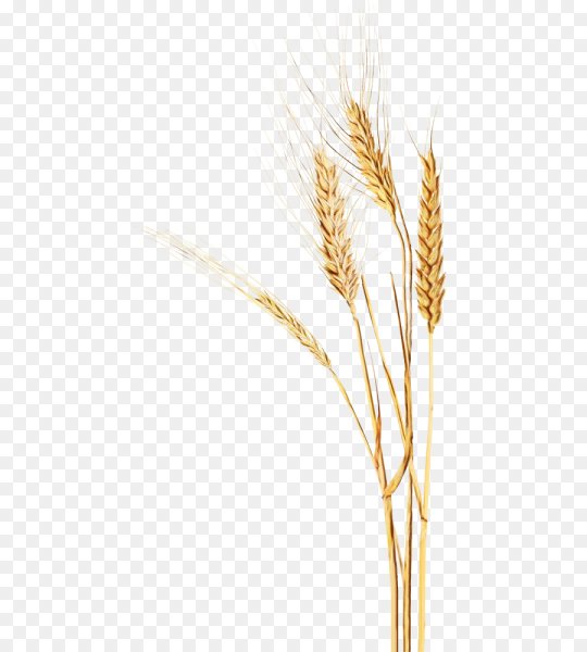 Колосок пшеницы без фона
