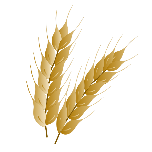 Пшеница Колос Колос