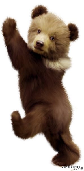 Медведь на белом фоне