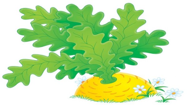 Репка без фона