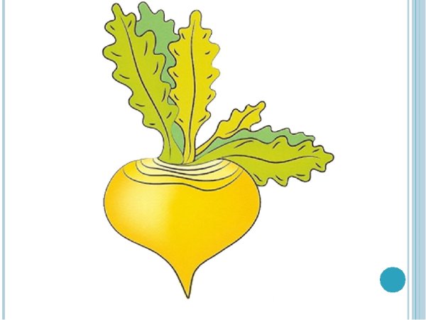 Репка желтая