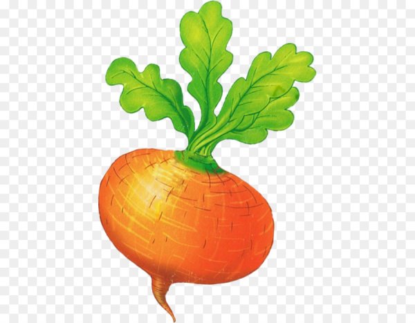 Листья репы