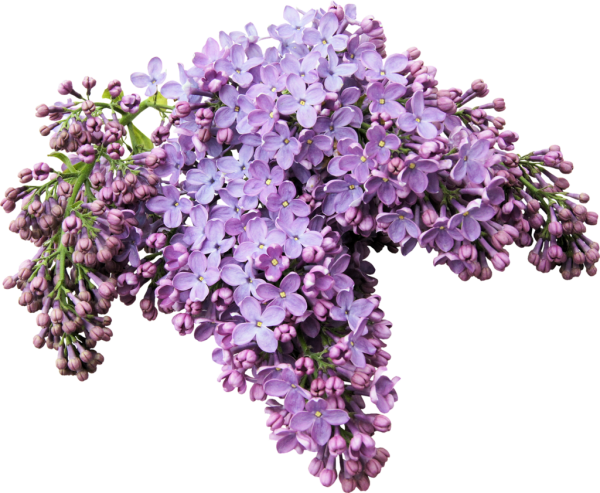 Сиреневые цветы