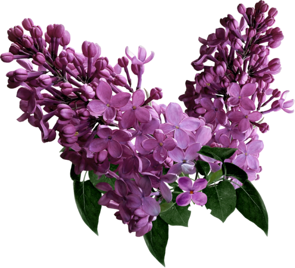 Сирень партизанка