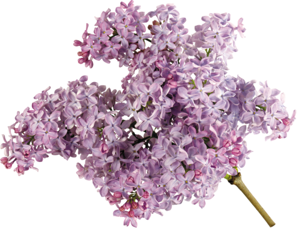 Сирень на прозрачном фоне