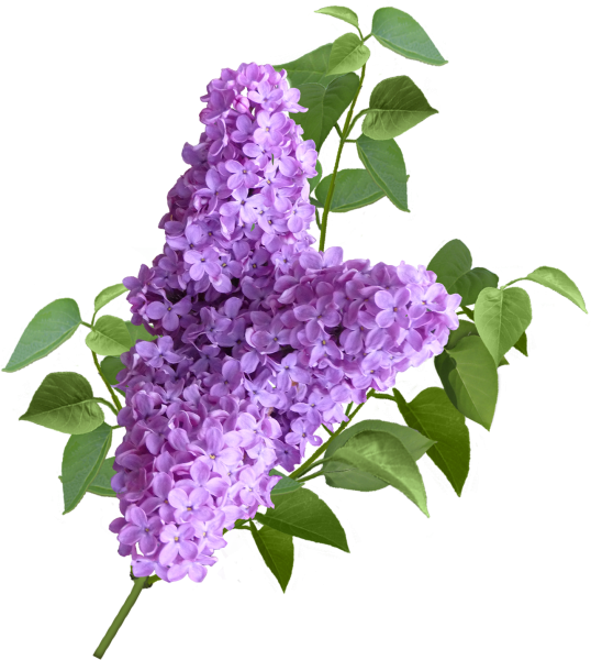 Сирень на прозрачном фоне