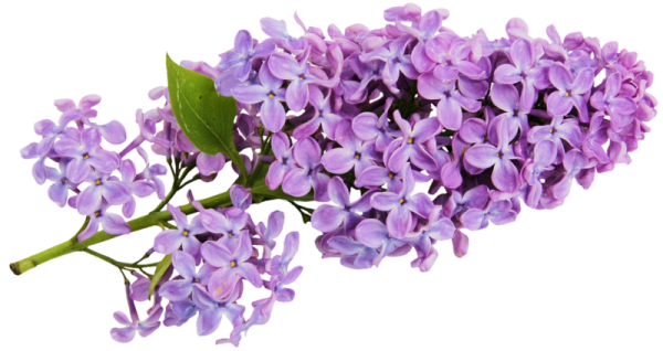 Веточка сирени