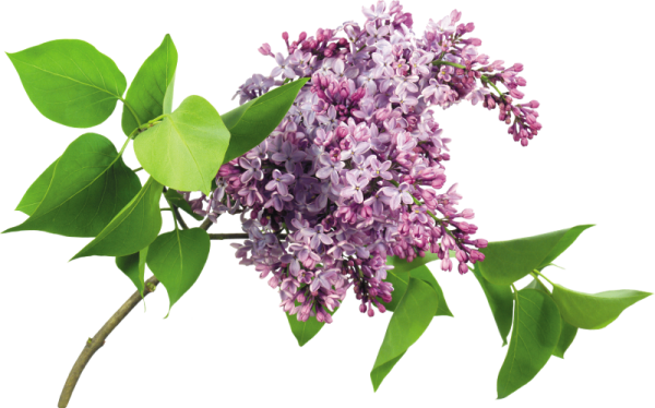 Веточка сирени