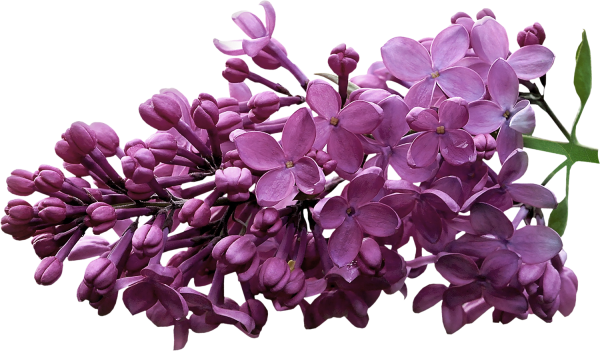 Ветка сирени