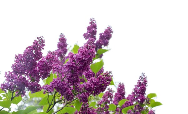 Сирень кусты ПСД