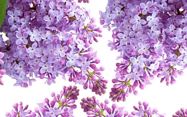 Лепестки сирени