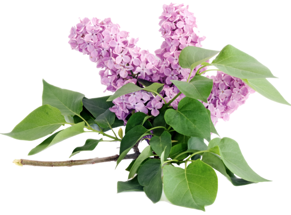 Ветка сирени