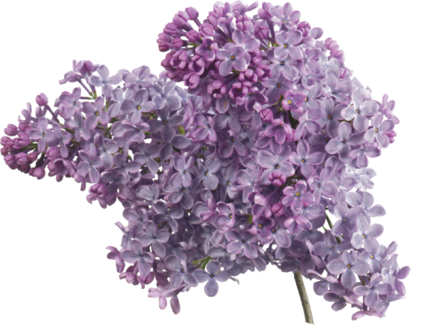 Веточка сирени