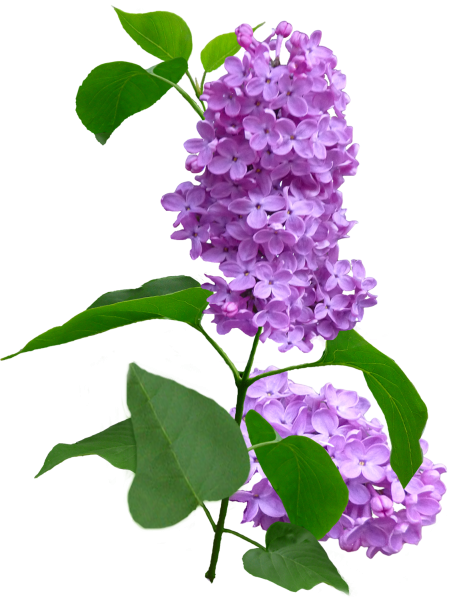 Нилетто сирень