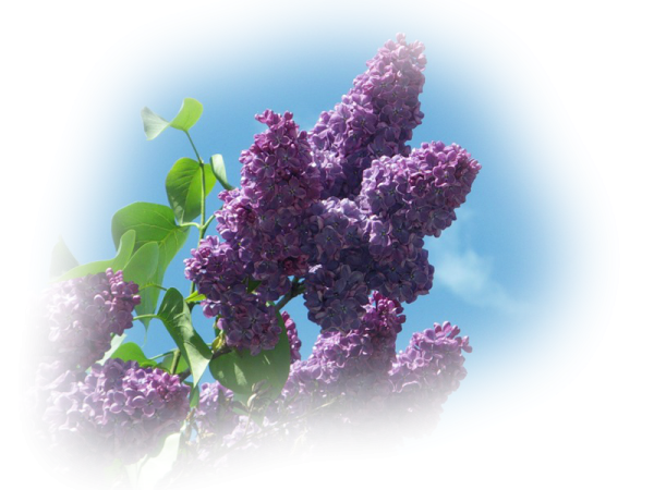 Сирень на прозрачном фоне