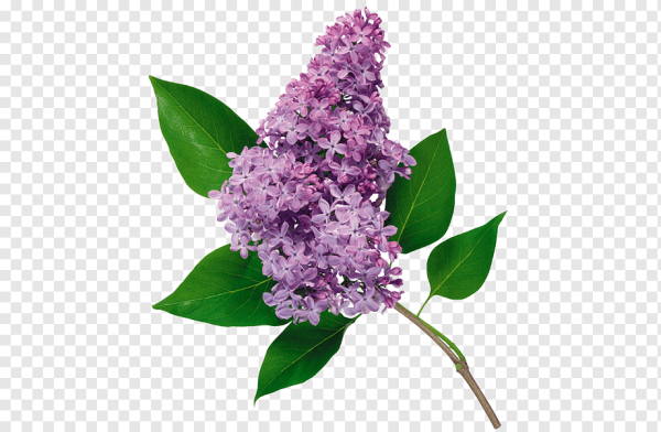 Веточка сирени на прозрачном фоне