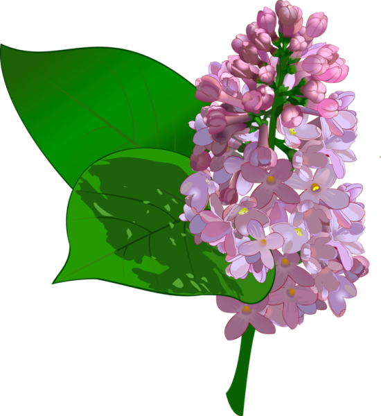 Сирень для детей