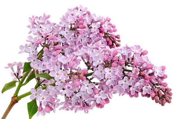 Сирень фото