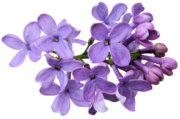 Фиолетовые цветы на белом фоне