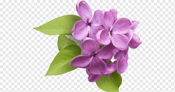 Клипарт цветы сирени на прозрачном фоне