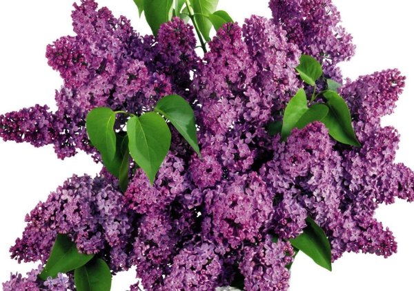 Сирень на прозрачном фоне