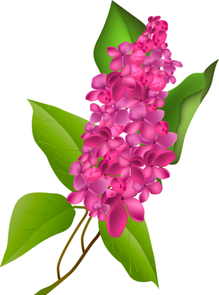 Ветка сирени на белом фоне