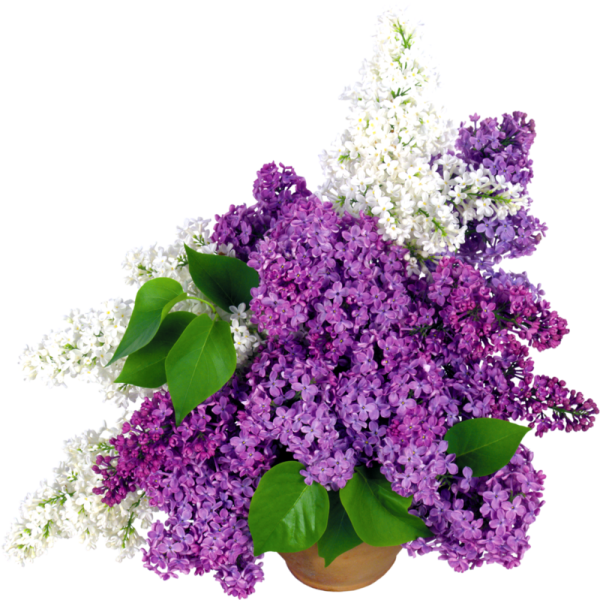 Белая сирень