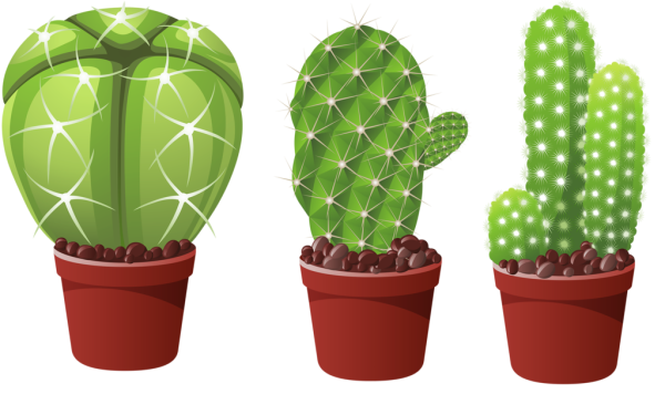 Кактус мульт