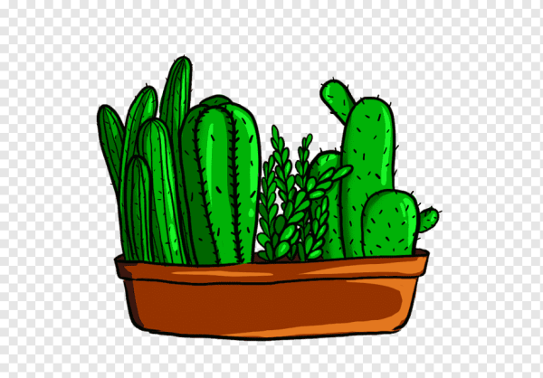 Бруско Кактус