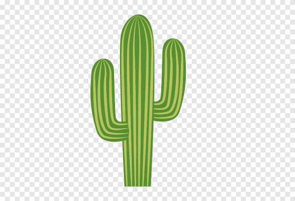 Кактус Cactaceae