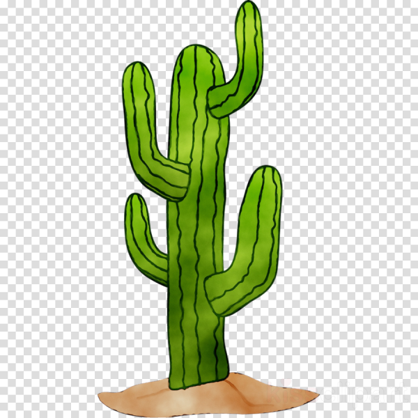 Кактус на прозрачном фоне