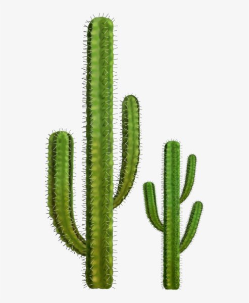 Кактус на белом фоне