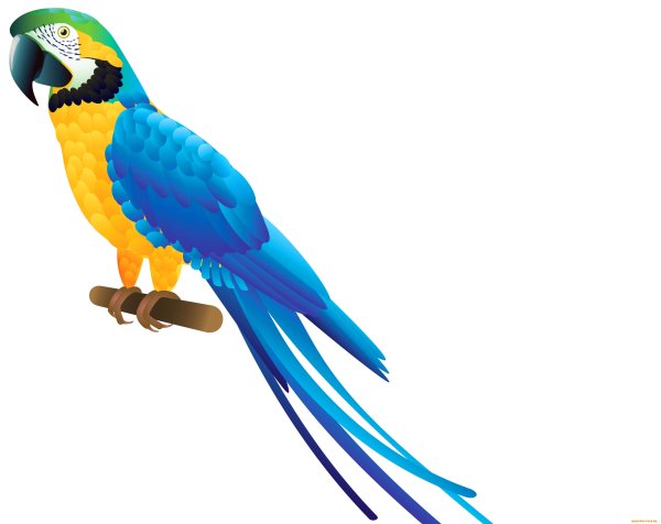 Попугай на белом фоне