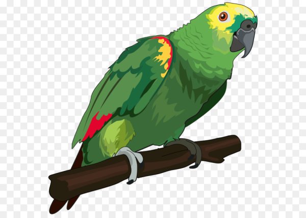 Векторный попугай