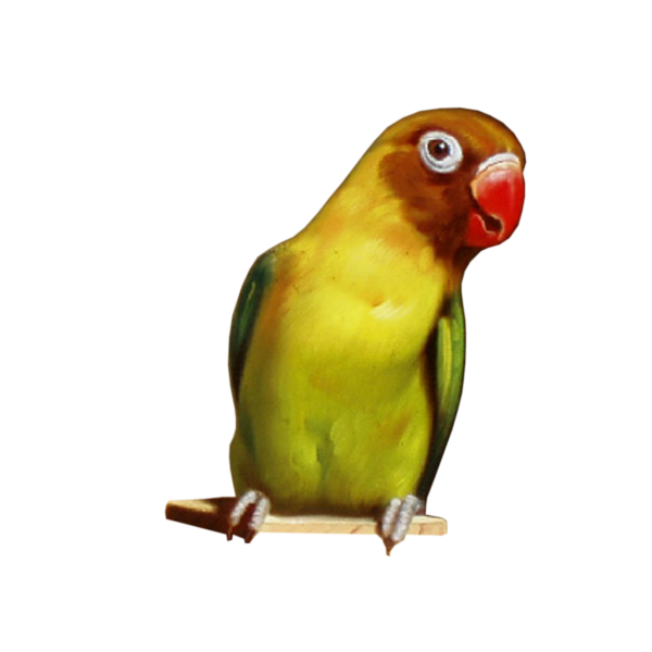 Голова попугая на белом фоне