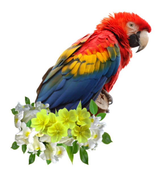 Попугай ара красный