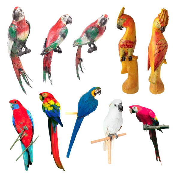 Много видов попугаев