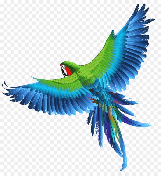 Экзотические птицы на прозрачном фоне