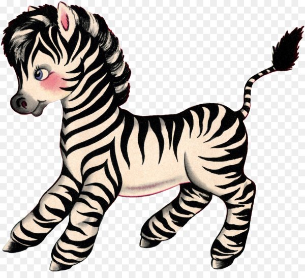 Зебра на прозрачном фоне