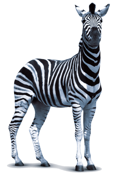 Зебра на белом фоне